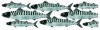 Mackerel