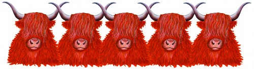 Highland Cow / Cattle