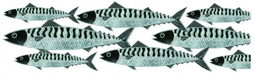 Mackerel